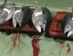 Envío gratuito en cortes de atún