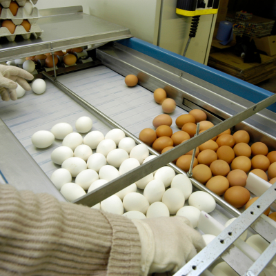 Descubriendo las últimas tendencias y tecnologías en la producción de huevos