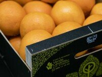 Naranjas. Distribuimos nuestras naranjas en el mercado español y otros países de Europa