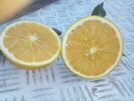 Naranjas. Proveedores de frutas