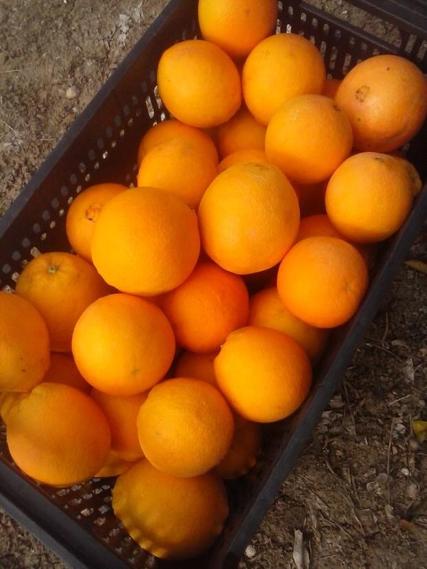 Naranjas frescas. Del árbol a su mesa