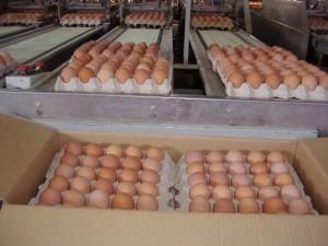 Huevos de gallina. huevos frescos varios tamaños: S, M, L y XL