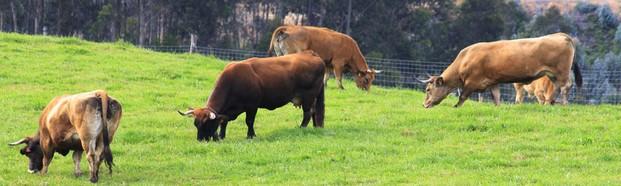 Nuestros campos. Algunas de nuestras vacas Asturiana de los valles.
