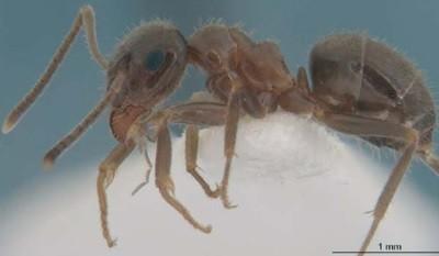 Hormigas. La mejor solución para controlar su plaga de hormigas