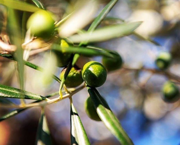 Foto 2. Nuestras olivas, donde extraemos nuestro aceite