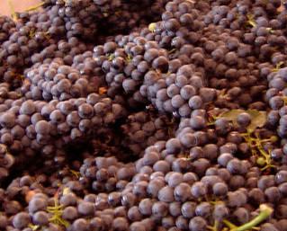 Verificación de la uva. Enología de vanguardia