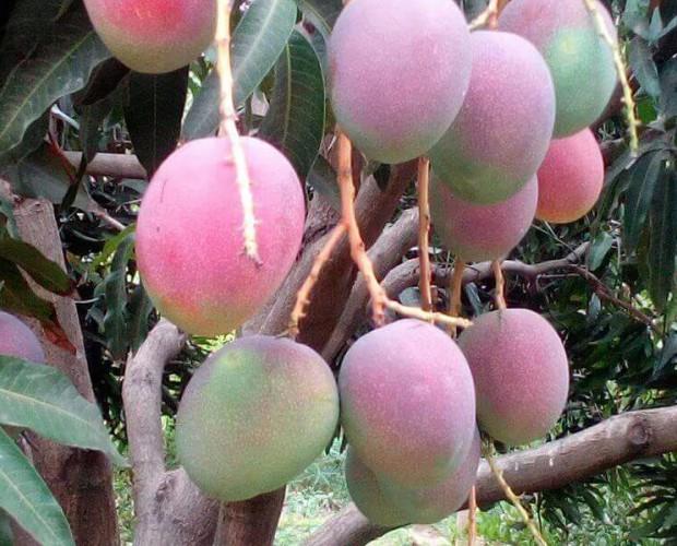 Frutas Tropicales. Mango Kent, importado desde el Perú
