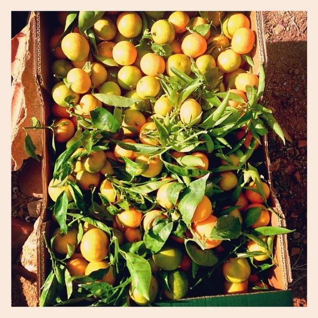 Frutas ecológicas. Pruebe las naranjas más jugosas y naturales