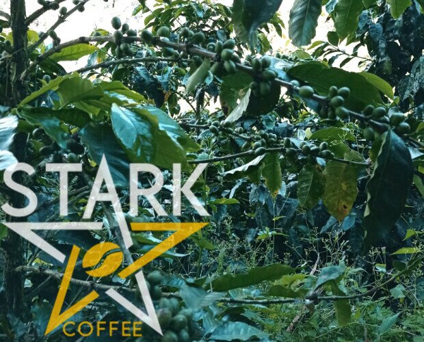 Nuestro cultivo. Contamos con la mejor calidad de café Caturro y Colombia, Foto de Cafetos en cultivo.