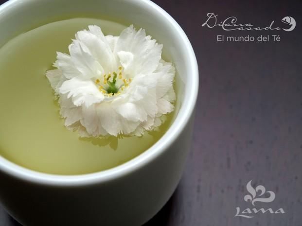 Flor blanca. Disfrute los mejores tés del mundo