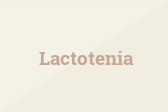 Lactotenia