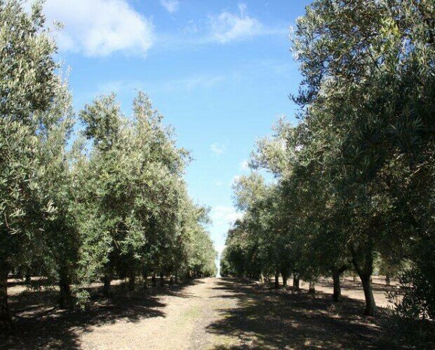 Nuestros olivos. Nuestros olivos nos garantizan la producción del mejor aceite virgen extra.