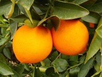 Naranjas. Valencianas por kilo