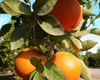 Naranja de Mesa. Variedad Navelina