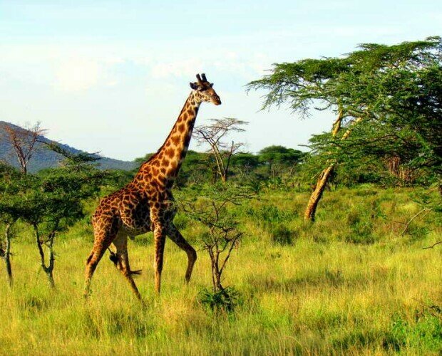 Jirafa. Vinilo de una jirafa en safari por África