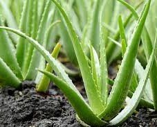 Aloe vera. Cultivadas en Islas Canariaslas
