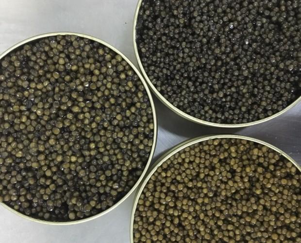 Caviar.Caviar Beluga, Imperial y Beluga 000