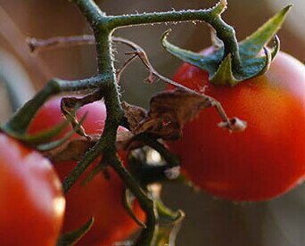 Tomates. Nuestros tomates en agroquiros