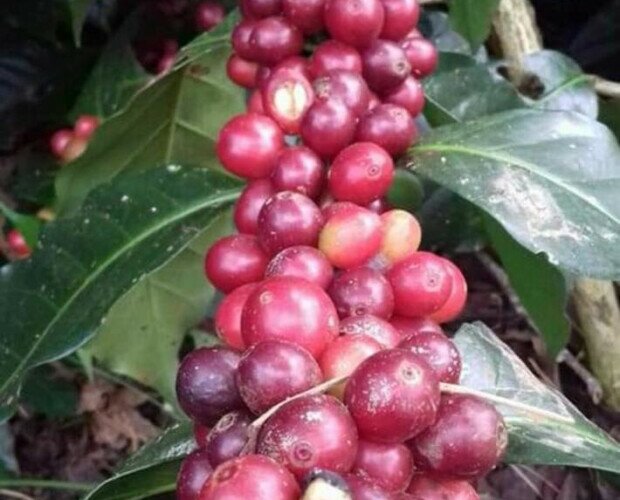 Fruto del café. Seleccionamos cuidadosamente los mejores granos