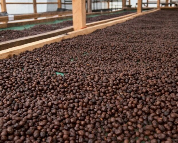Granos secos de café. Utilizamos las mejores técnicas en todos los procesos del café