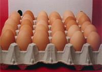 Huevos frescos. Huevos de Gallina