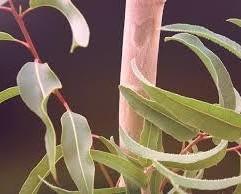 Aceite esencial de Eucaliptus. Descongestiona y ayuda a expectorar