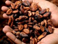 Cacao. Granos de cacao fino de aroma, fermentados y secos. Provenientes de distintas regiones de América Latina