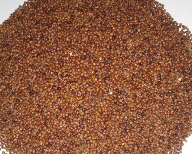 Quinoa roja. La Quinua posee un excepcional equilibrio de proteínas, grasas y carbohidratos.