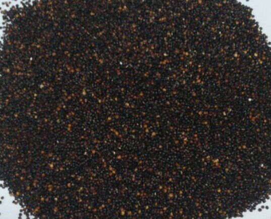 Quinoa negro. oseemos grandes extensiones de Quinua y Maíz en Perú