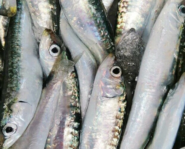 Sardinas de Málaga. Disfruta de nuestras deliciosas sardinas frescas.