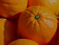 Naranjas. Naranjas recolectadas y recogidas en su punto óptimo de maduración