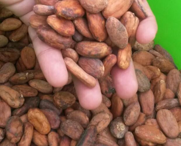 Beans Cacao. Fino de aroma. Trinitario, criollo híbrido