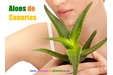 Aloes de Canarias