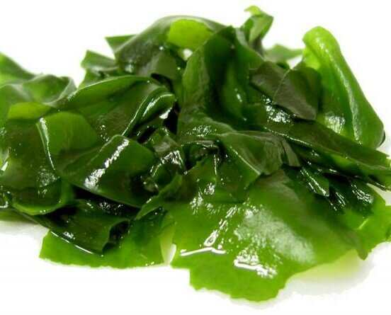 Algas. Ofrecemos algas de la mejor calidad