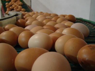 Huevos frescos. Huevos frescos de gallina y ovoproductos
