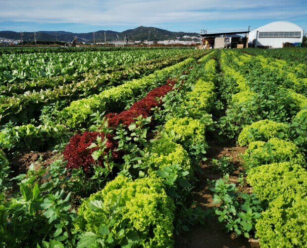 Campo. Se puede contemplar un campo de Torras Mulet con verduras ecológicas plantadas.