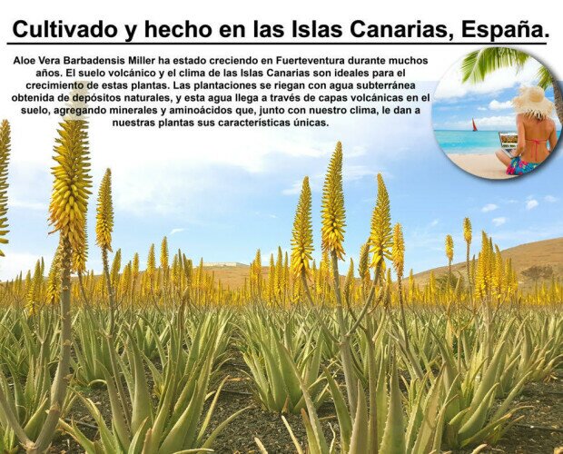 Aloe cultivado en Canarias. El clima de las Islas Canarias es ideal para su crecimiento