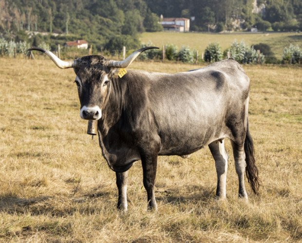 Vaca Tudanca. La Vaca Tudanca es autóctona de Cantabria