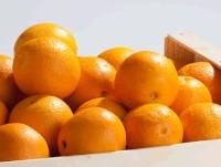 Naranjas. cítricos