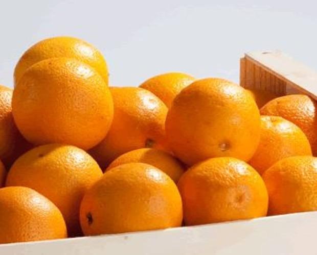 naranja. cítricos
