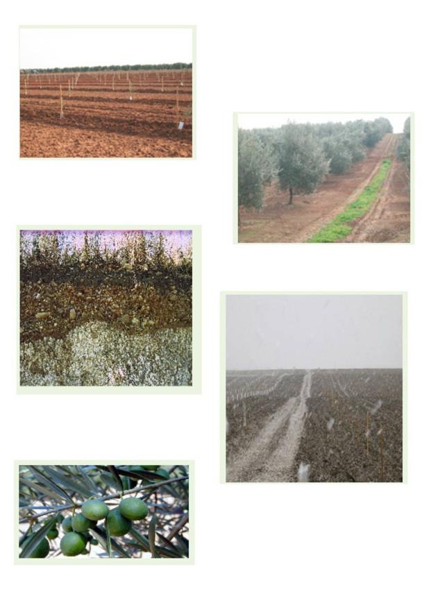 Plantaciones Olivar. Dedicados a la plantación de olivares