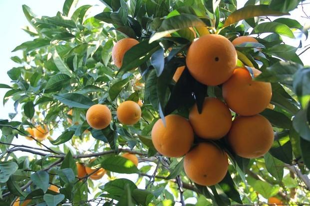 Naranjas. Naranjas de la variedad Salustiana.