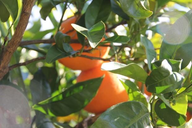 Naranjas Navelina. Naranjas de la variedad navelina