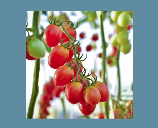 Tomates. Utilizado principalmente en ensaladas y en jugoen fresco