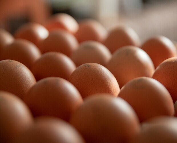 Huevos frescos camperos. Huevos camperos Granja Las Villanas. Recogidos, clasificados y sellados uno a uno