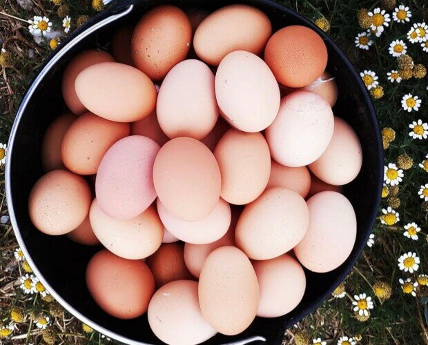 Huevos. Huevos provenientes de gallinas criadas en un entorno natural