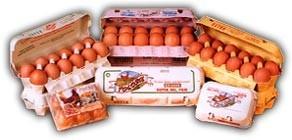Huevos.Huevos frescos de gallina y ovoproductos