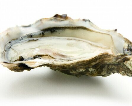 Fine de Claire de Aimé. Una de las ostras mas consumidas en el mundo.