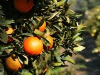 Naranjas. Producto KM0