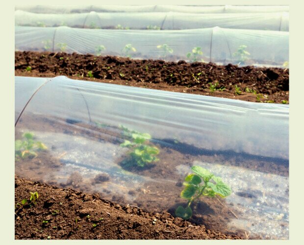 Raisa Prim NT No Térmico. Plástico transparente estándar para cubrir y proteger los cultivos